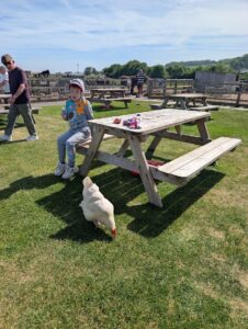 Doniford Bay Chickens at the farm