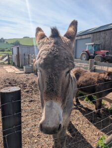 Doniford Bay meeting donkeys at the farm